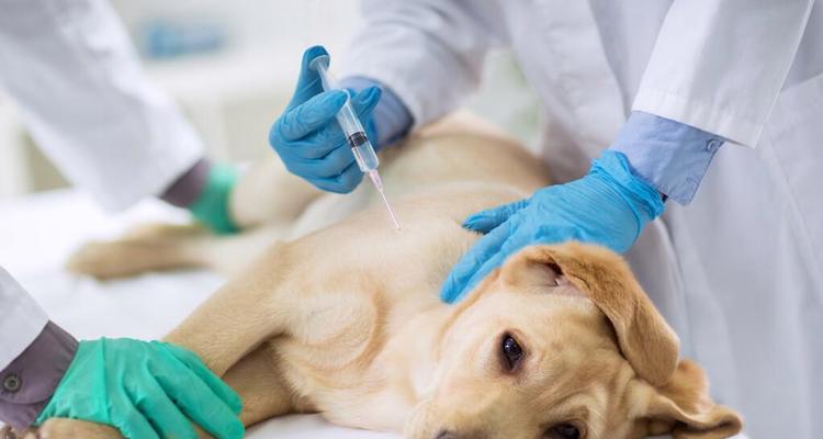 小心!金毛犬瘟的禁食清单(保护你的金毛犬,避免喂食以下禁忌食物) 小心!金毛犬瘟的禁食清单(保护你的金毛犬,避免喂食以下禁忌食物)