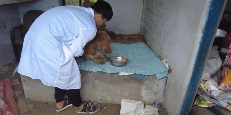 金毛犬瘟病期间禁忌食物清单，保护狗狗健康