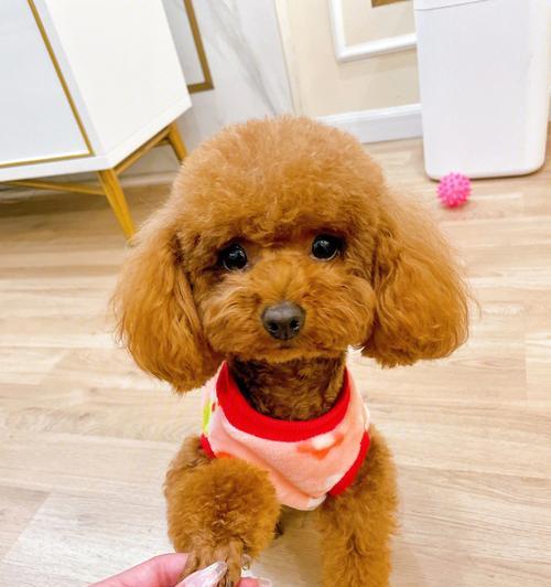 泰迪犬(了解泰迪犬,探寻它的魅力所在) 泰迪犬(了解泰迪犬,探寻它的魅力所在)