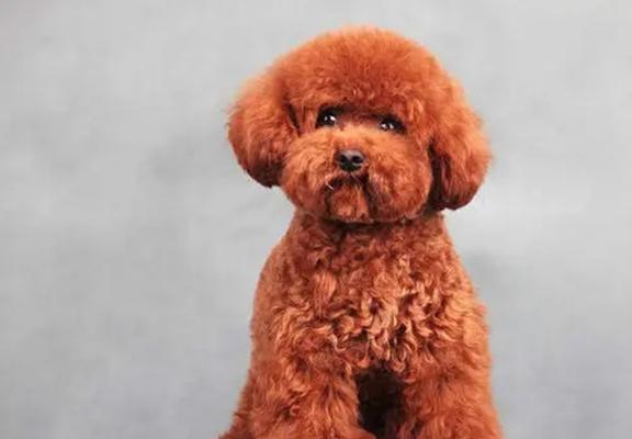 泰迪犬(了解泰迪犬,探寻它的魅力所在) 泰迪犬(了解泰迪犬,探寻它的魅力所在)