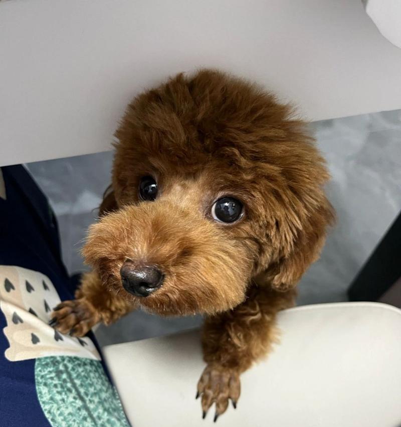 泰迪犬(了解泰迪犬,探寻它的魅力所在) 泰迪犬(了解泰迪犬,探寻它的魅力所在)