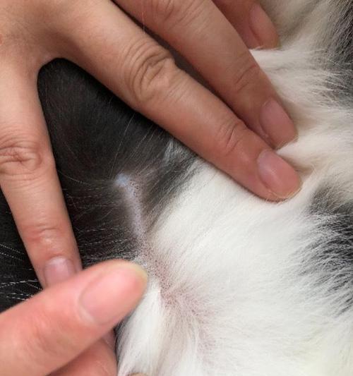 探索小猫咪身上的奥秘（小猫咪的魅力与特质）