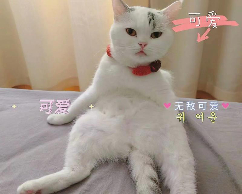 探索小猫咪身上的奥秘（小猫咪的魅力与特质）