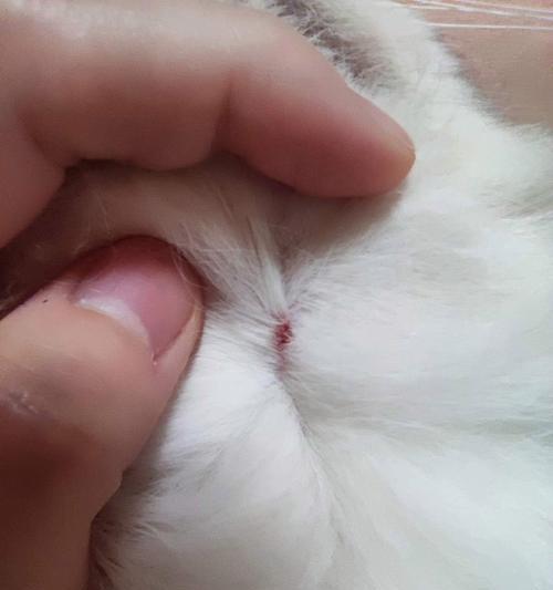 小猫咪的魅力奥秘：从行为到情感的深度解析