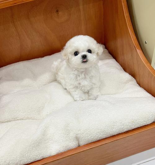 比熊的后代——迷人的小型犬种(探索比熊的后代及其魅力所在) 比熊的后代——迷人的小型犬种(探索比熊的后代及其魅力所在)