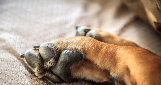 狗爪太长的危害及预防措施(为您的宠物犬趾甲保持适当长度的重要性) 狗爪太长的危害及预防措施(为您的宠物犬趾甲保持适当长度的重要性)
