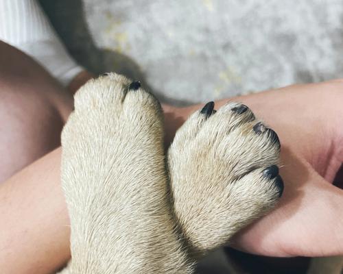 狗爪太长的危害及预防措施(为您的宠物犬趾甲保持适当长度的重要性) 狗爪太长的危害及预防措施(为您的宠物犬趾甲保持适当长度的重要性)