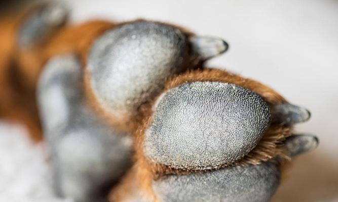 狗爪太长的健康隐患与科学预防方法