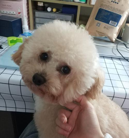 比熊的可爱后代：小型犬种的魅力与多样性