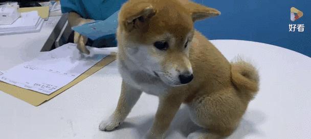 宠物狗每年需要接种的疫苗有哪些?(了解宠物狗年度接种疫苗的必要性和注意事项) 宠物狗每年需要接种的疫苗有哪些?(了解宠物狗年度接种疫苗的必要性和注意事项)