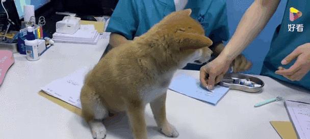 宠物狗每年需要接种的疫苗有哪些?(了解宠物狗年度接种疫苗的必要性和注意事项) 宠物狗每年需要接种的疫苗有哪些?(了解宠物狗年度接种疫苗的必要性和注意事项)