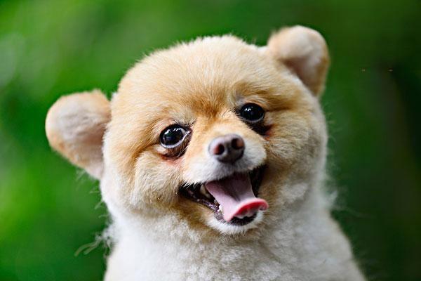 犬猫类风湿性关节炎