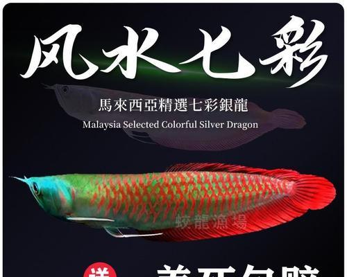 龙鱼水质管理要点:温度、pH值与清洁度 龙鱼水质管理要点:温度、pH值与清洁度