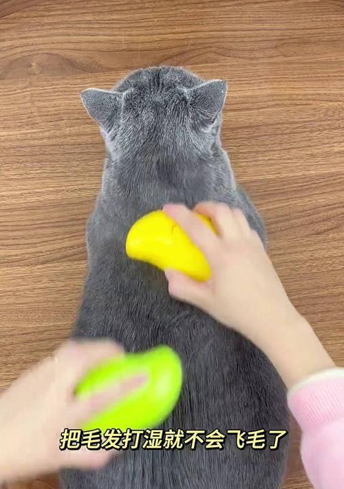 猫咪梳毛的15个好处，守护健康与美丽