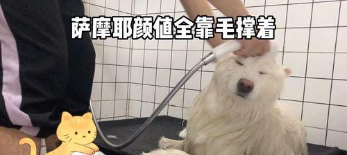 萨摩犬咬人原因及如何预防