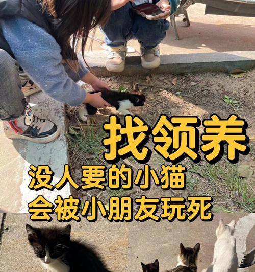 猫咪乳糖不耐的健康替代：豆奶优缺点全解析