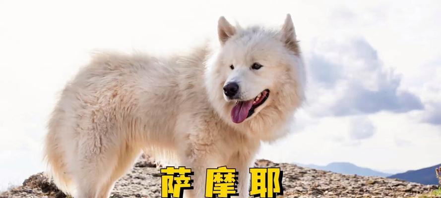 萨摩犬咬人原因及如何预防