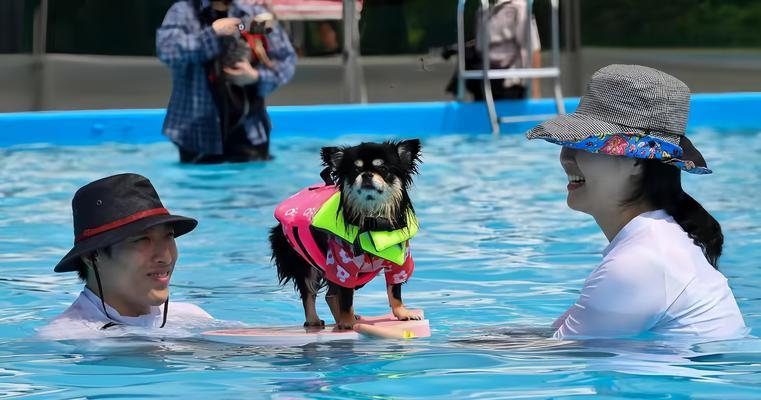 狗幼仔洗澡注意事项与护理要点