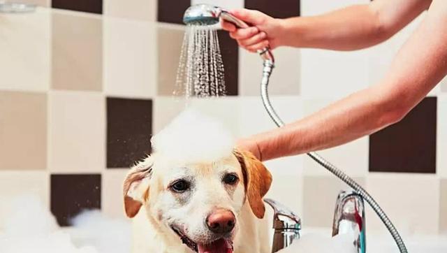 狗幼仔洗澡注意事项与护理要点
