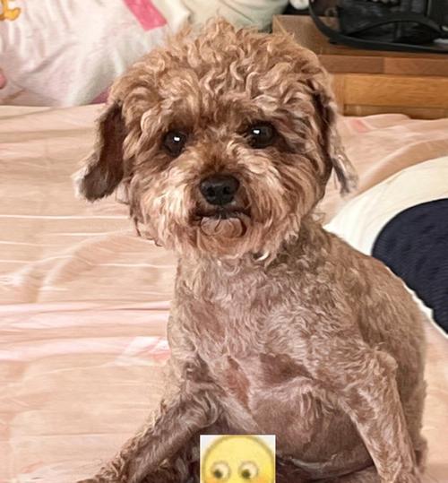 狗狗坐姿背后的秘密,看懂它们的情绪与意图 狗狗坐姿背后的秘密,看懂它们的情绪与意图