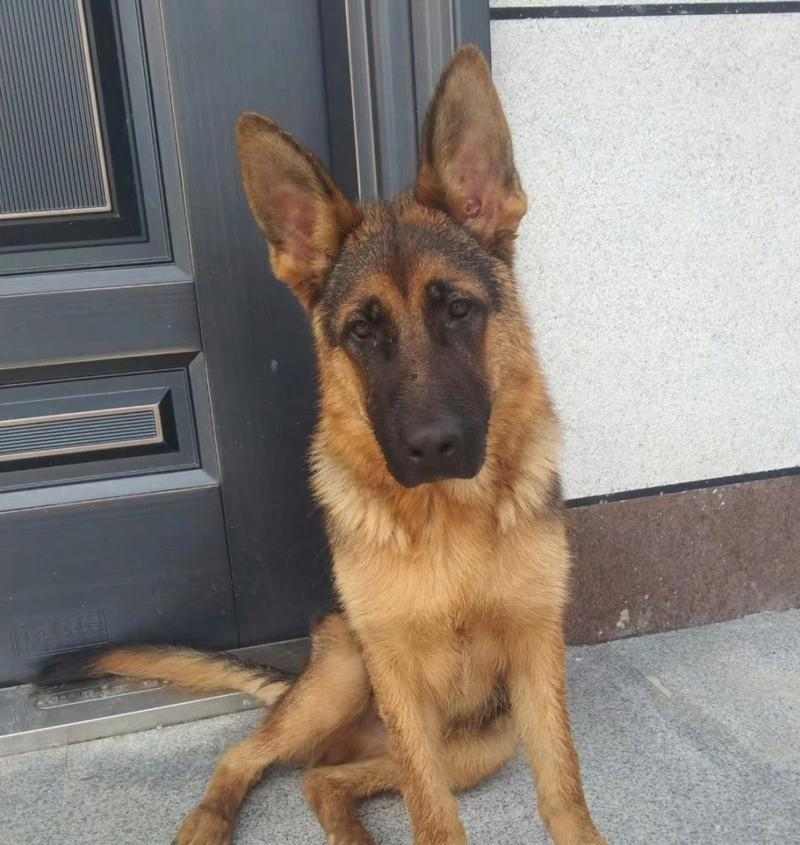 狗狗坐姿背后的秘密，看懂它们的情绪与意图