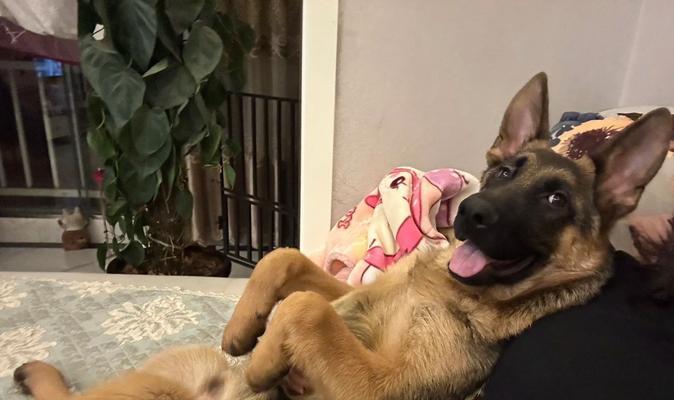 狗狗坐姿背后的秘密,看懂它们的情绪与意图 狗狗坐姿背后的秘密,看懂它们的情绪与意图