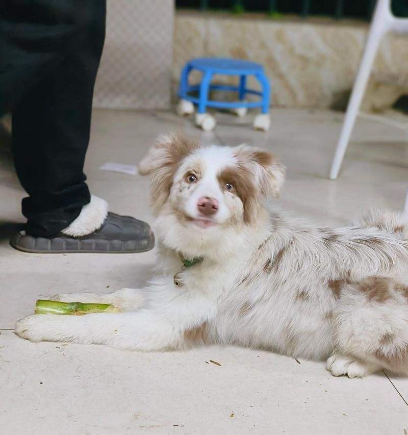 边牧眼睛红的原因及护理建议