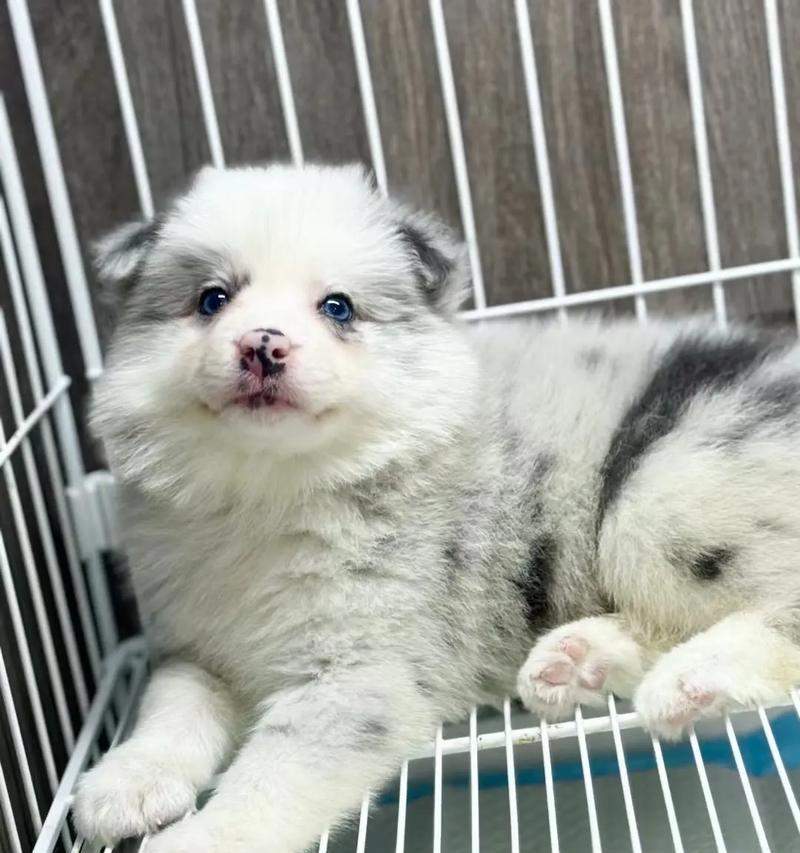 边牧眼睛红的原因及护理建议