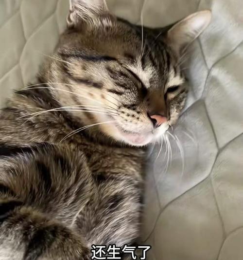 小猫夜里不停叫的常见原因与解决方法