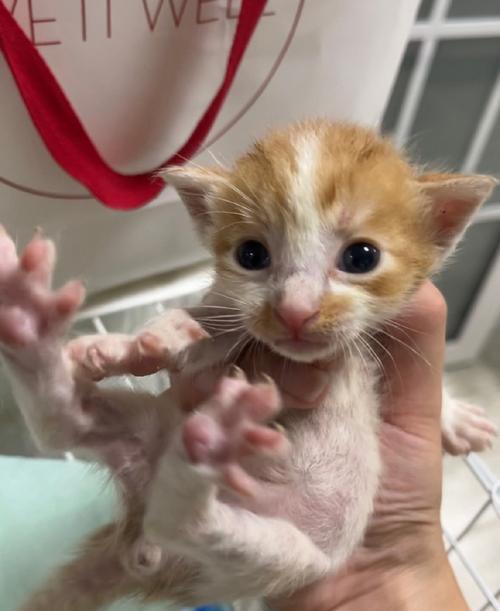 小猫夜里不停叫的常见原因与解决方法