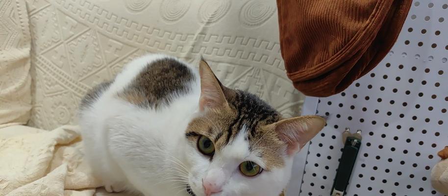 小猫夜里不停叫的常见原因与解决方法