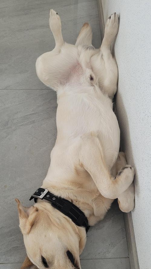 为什么狗喜欢四脚朝天？解析背后的原因与意义