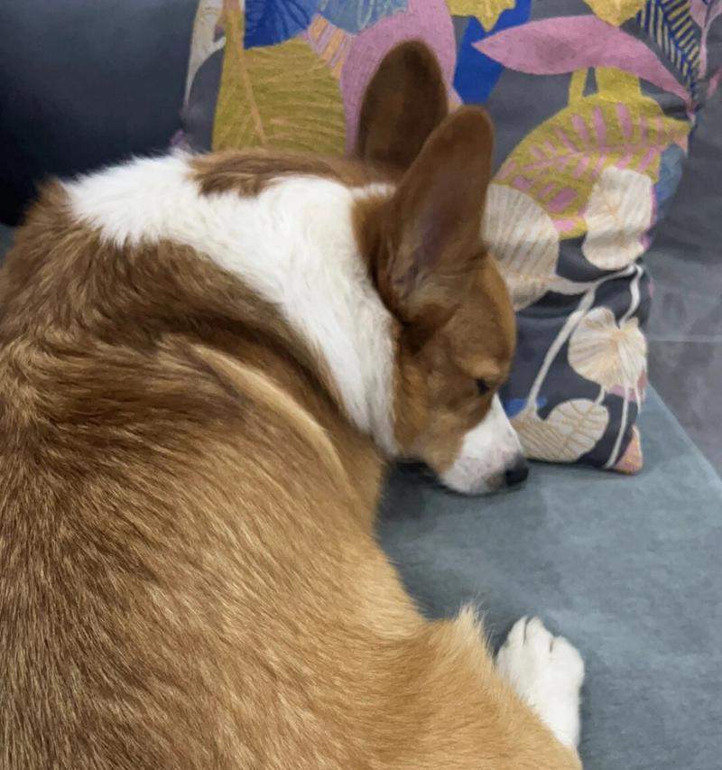 为什么狗喜欢四脚朝天？解析背后的原因与意义