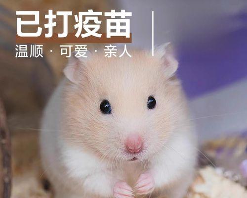 仓鼠咬人原因解析与实用预防方法 仓鼠咬人原因解析与实用预防方法