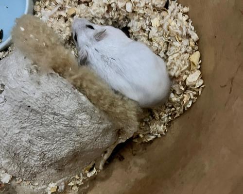 仓鼠咬人原因解析与实用预防方法 仓鼠咬人原因解析与实用预防方法