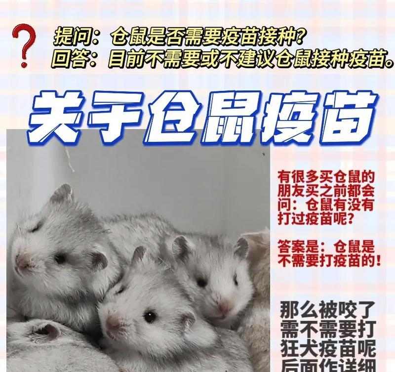 仓鼠咬人原因解析与实用预防方法 仓鼠咬人原因解析与实用预防方法