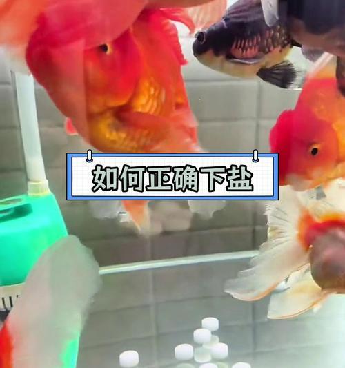 鱼缸加盐的选择与使用方法详解 鱼缸加盐的选择与使用方法详解