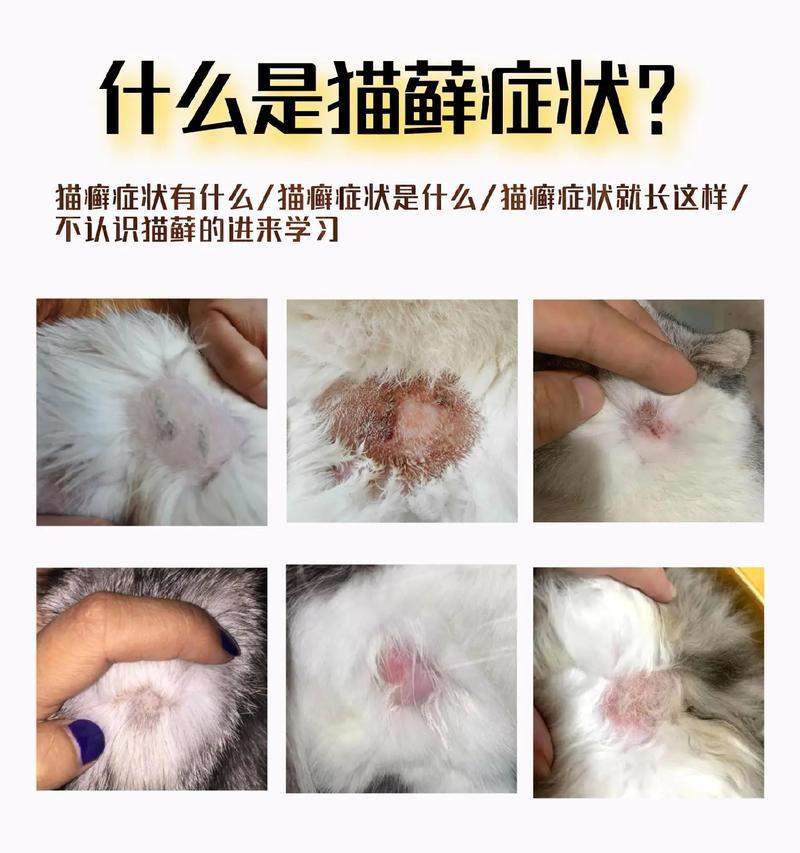 猫咪皮藓症状与治疗全解析,如何有效预防和护理 猫咪皮藓症状与治疗全解析,如何有效预防和护理