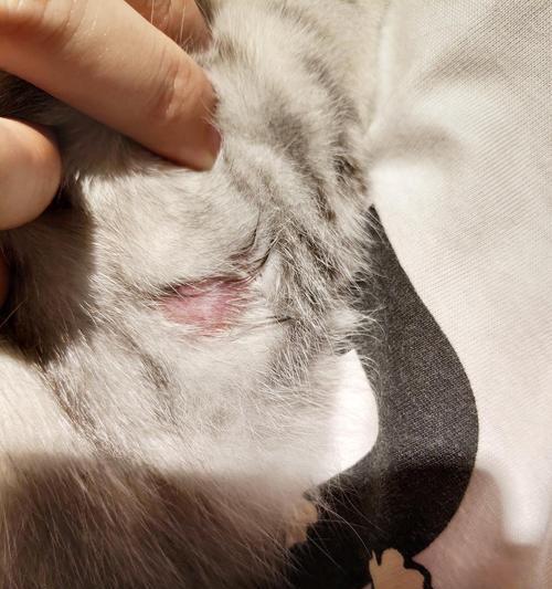 猫咪皮藓症状与治疗全解析,如何有效预防和护理 猫咪皮藓症状与治疗全解析,如何有效预防和护理