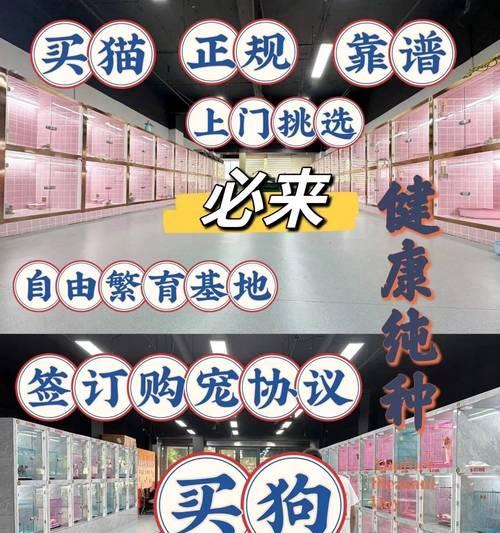 新狗狗照顾指南:健康与幸福的必备知识 新狗狗照顾指南:健康与幸福的必备知识