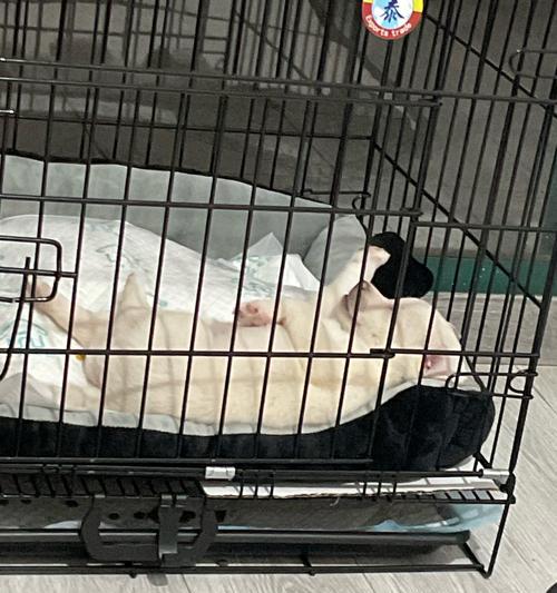 新狗狗照顾指南：健康与幸福的必备知识