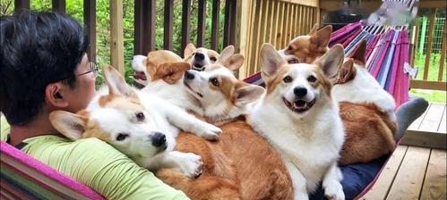 四个月大狗狗频繁露出来的原因及应对方法