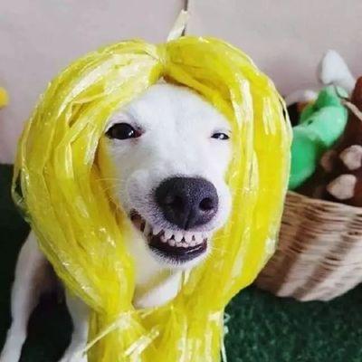 四个月大狗狗频繁露出来的原因及应对方法