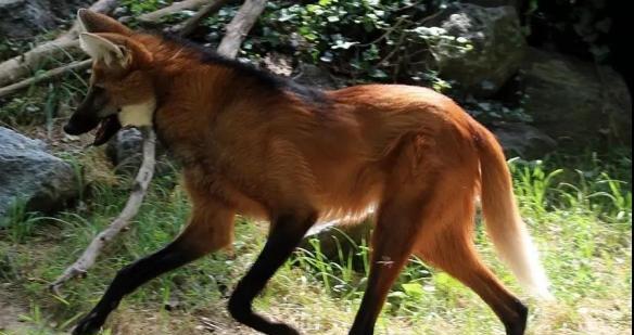 四个月大狗狗频繁露出来的原因及应对方法