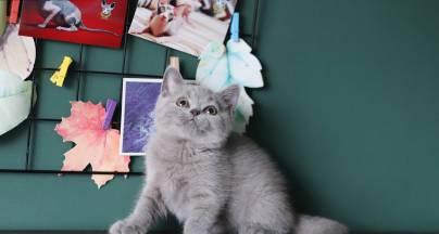 英短猫绝育的好处有哪些？健康与责任并重