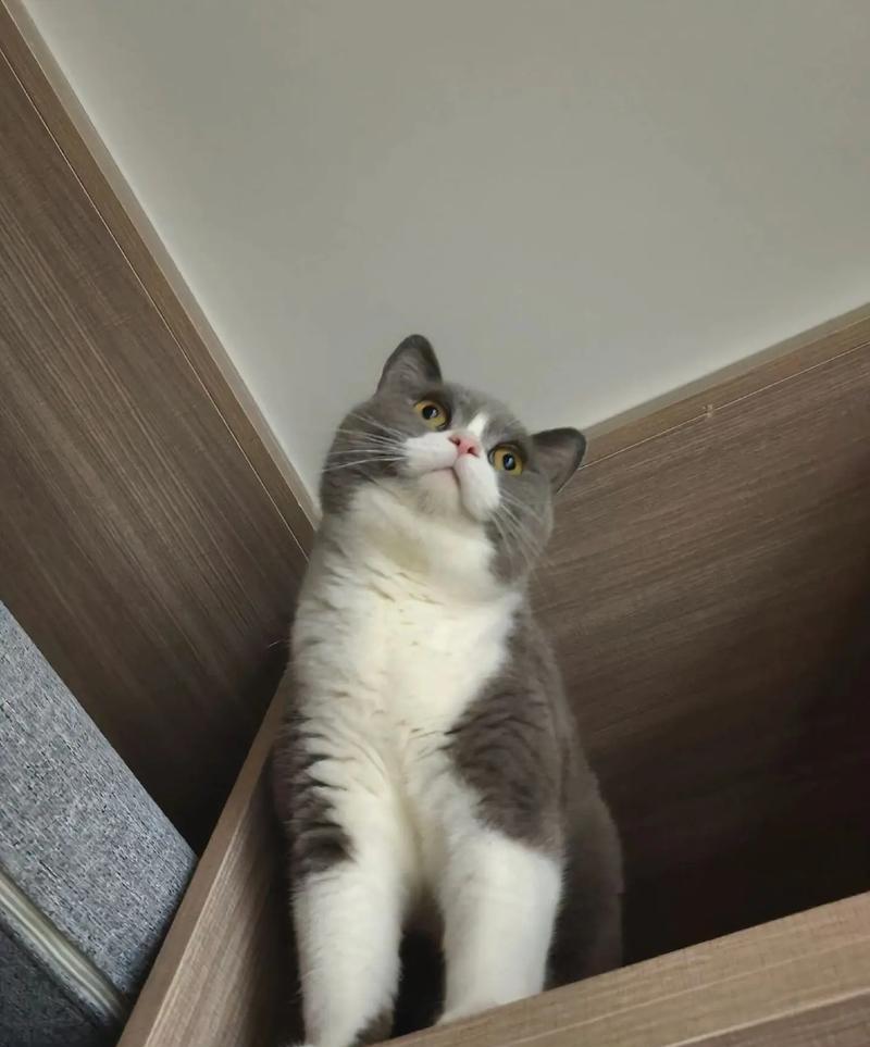 英短猫绝育的好处有哪些？健康与责任并重