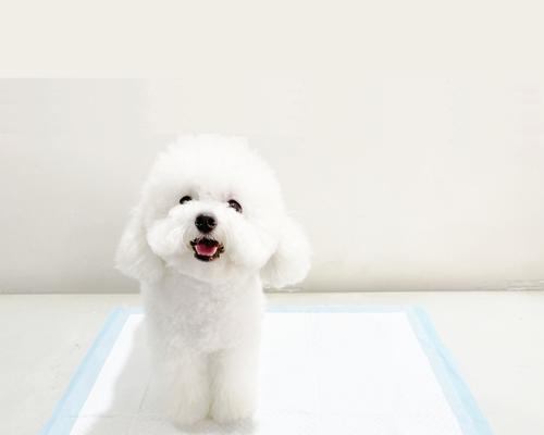 小狗训练技巧：培养良好行为习惯的关键方法