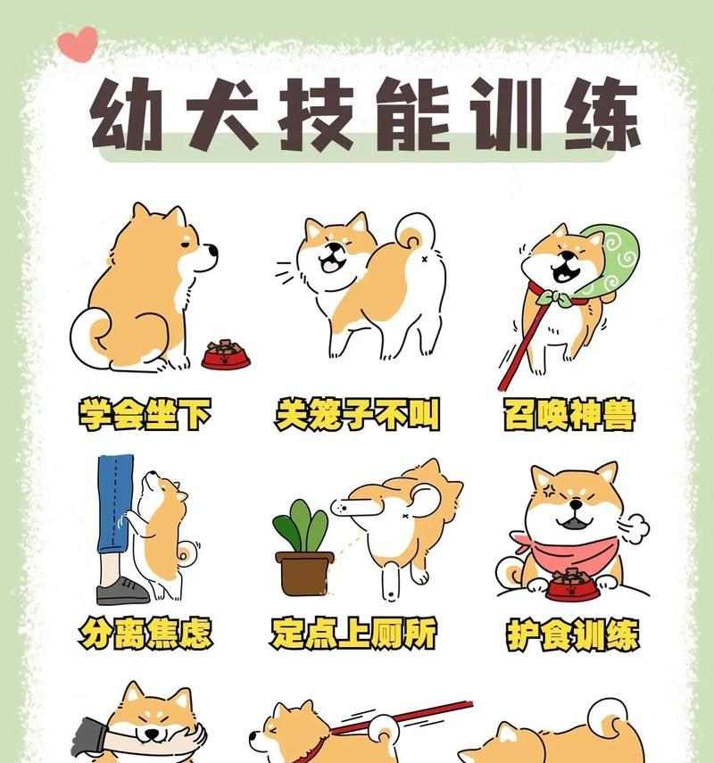 小狗训练技巧：培养良好行为习惯的关键方法