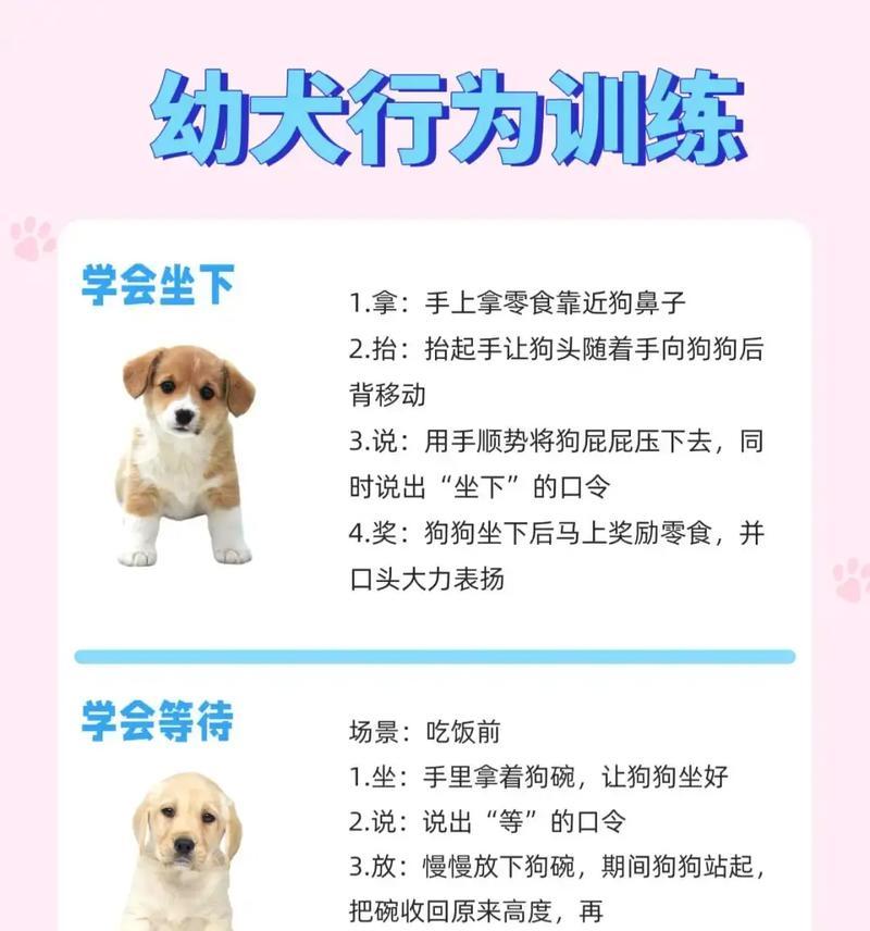 小狗训练技巧：培养良好行为习惯的关键方法