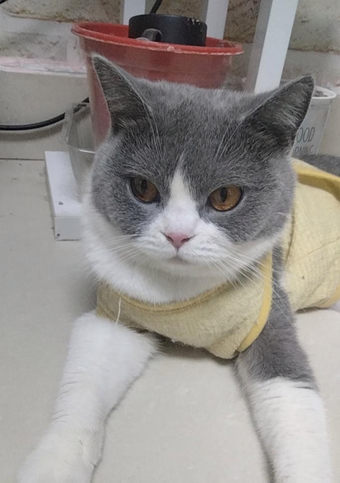 猫咪毛色绚丽的饮食秘诀